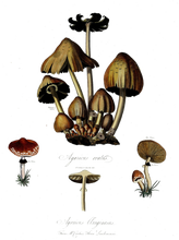 Load image into Gallery viewer, #mushroomsaredelicious Hashtag Hoodie